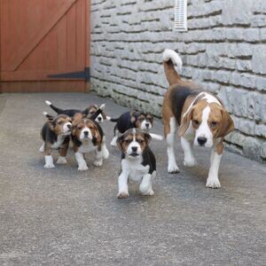 Beagle Puppies for Adoption V WhatsApp me : ( +63 985 762 7466 ) | PostAds PH
