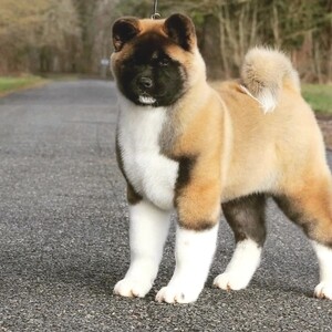 Akita Puppies V WhatsApp me : ( +63 985 762 7466 ) | PostAds PH