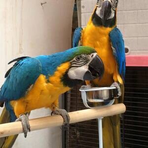 Blue and Gold Macaw V WhatsApp me : ( +63 985 762 7466 ) | PostAds PH