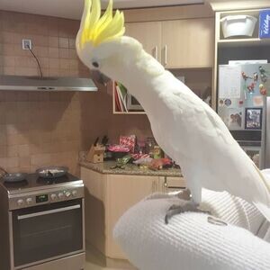Sulphur-crested Cockatoo Parrots V WhatsApp me : ( +63 985 762 7466 ) | PostAds PH