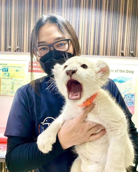   Lion Cubs  V  WhatsApp me : ( +63 985 762 7466 )