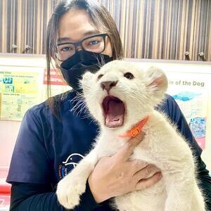 Lion Cubs V WhatsApp me : ( +63 985 762 7466 ) | PostAds PH