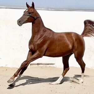 purebred Arabian Horses V WhatsApp me : ( +63 985 762 7466 ) | PostAds PH