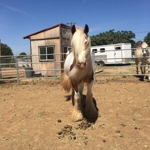 Gypsy Vanner Horse V WhatsApp me : ( +63 985 762 7466 ) | PostAds PH