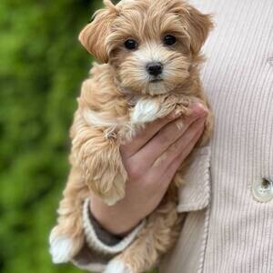 Maltipoo Puppies V WhatsApp me : ( +63 985 762 7466 ) | PostAds PH