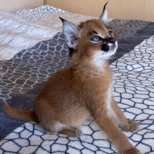 Caracal Kittens V WhatsApp me : ( +63 985 762 7466 ) | PostAds PH