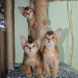 Abyssinian Kittens V WhatsApp me : ( +63 985 762 7466 ) | PostAds PH