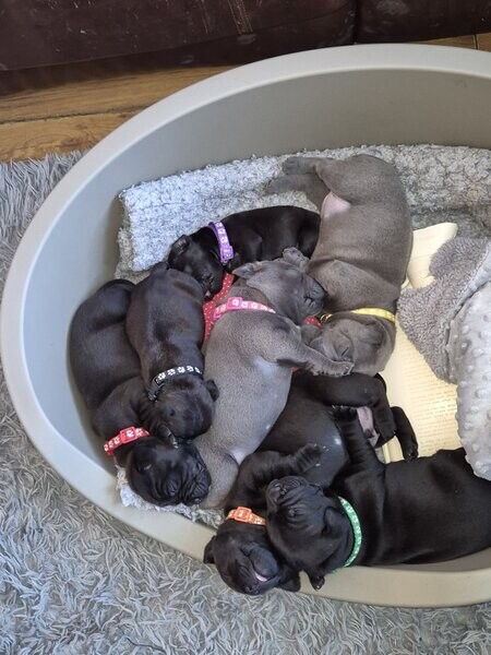 Blue Staffordshire Bull Terrier puppy