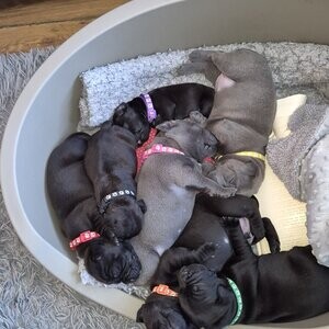 Blue Staffordshire Bull Terrier puppy | PostAds PH