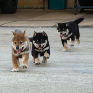 Shiba Inu Puppies V WhatsApp me : ( +63 985 762 7466 ) | PostAds PH