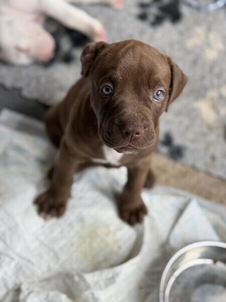 Boerboel Puppies Available xx