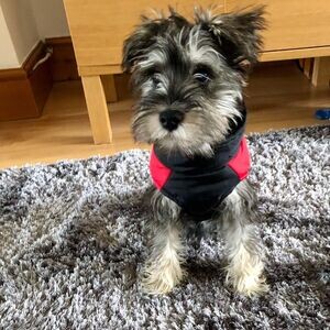 Miniature Schnauzer puppies v WhatsApp me : ( +63 985 762 7466 ) | PostAds PH