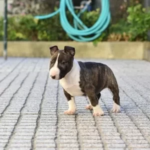 Miniature English bull terrier Puppies | PostAds PH