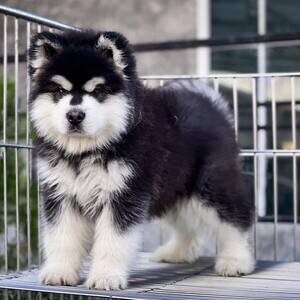 Alaskan Malamute Puppies v WhatsApp me : ( +63 985 762 7466 ) | PostAds PH