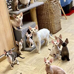 Devon Rex Kittens V WhatsApp me : ( +63 985 762 7466 ) | PostAds PH