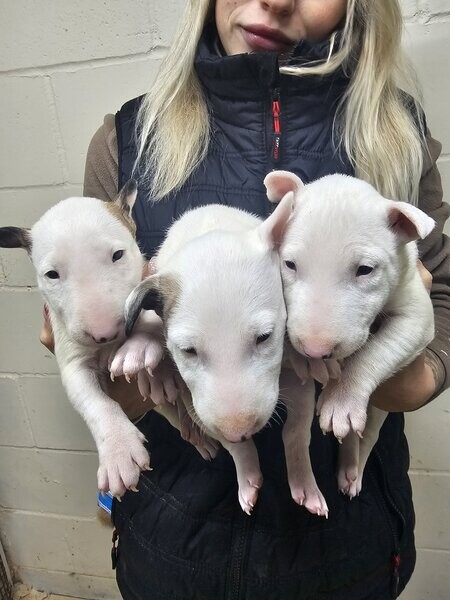 outstanding Bullterrier Puppies xx