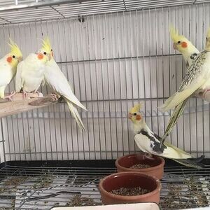 Cockatiels V WhatsApp me : ( +63 985 762 7466 ) | PostAds PH