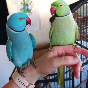 Hand Fed Indian Ringnecks V WhatsApp me : ( +63 985 762 7466 ) | PostAds PH