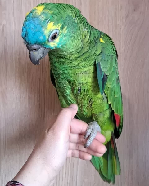   Blue Fronted Amazon parrots V WhatsApp me : ( +63 985 762 7466 )