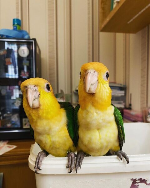    Caique parrots available V WhatsApp me : ( +63 985 762 7466 )