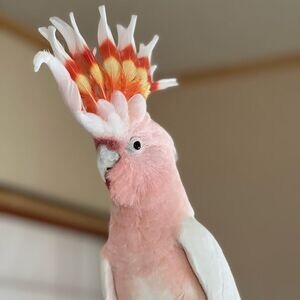 Major Mitchell's cockatoo V WhatsApp me : ( +63 985 762 7466 ) | PostAds PH