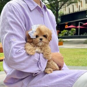 Havanese puppies V WhatsApp me : ( +63 985 762 7466 ) | PostAds PH