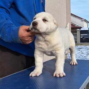 Central Asian Ovtcharka Puppies | PostAds PH