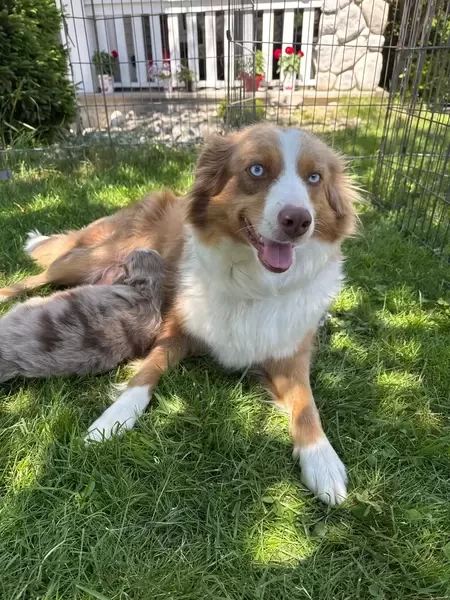  Australian shepherd puppies V WhatsApp me : ( +63 985 762 7466 )