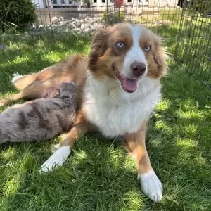 Australian shepherd puppies V WhatsApp me : ( +63 985 762 7466 ) | PostAds PH