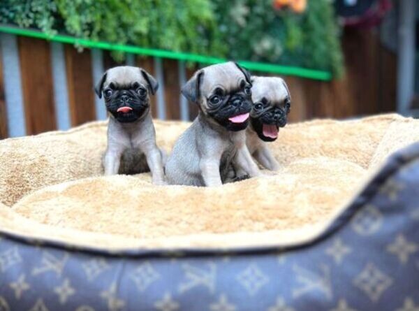 Pug puppies for rehoming xx
