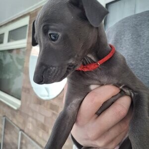 Italian Greyhound Puppies xx | PostAds PH