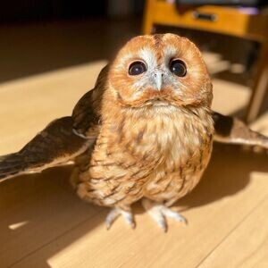 Male and Female Eagle Owls WhatsApp me : ( +63 985 762 7466 ) | PostAds PH