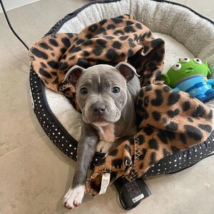 Staffordshire Bull Terrier Puppies V WhatsApp me : ( +63 985 762 7466 ) | PostAds PH