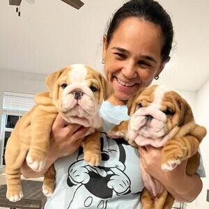 English Bulldogge Puppies xx | PostAds PH