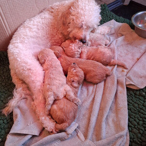 Miniature labradoodles Puppies xx | PostAds PH