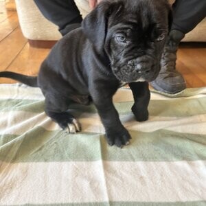 Champion Cane Corso Puppy xx | PostAds PH