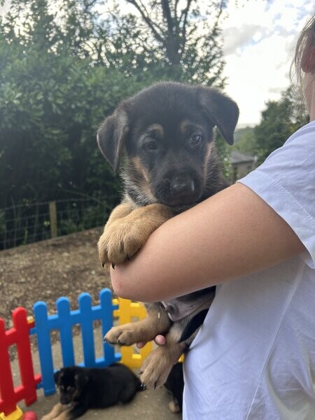 German shepherd puppies are ready to go now