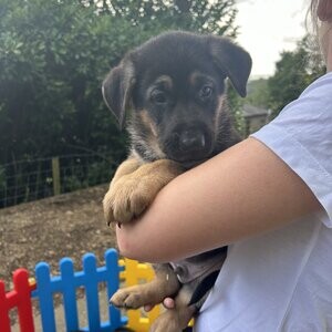 German shepherd puppies are ready to go now | PostAds PH