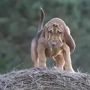 Blood hound puppies V WhatsApp me : ( +63 985 762 7466 ) | PostAds PH