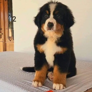 Bernese Mountain Puppies V WhatsApp me : ( +63 985 762 7466 ) | PostAds PH