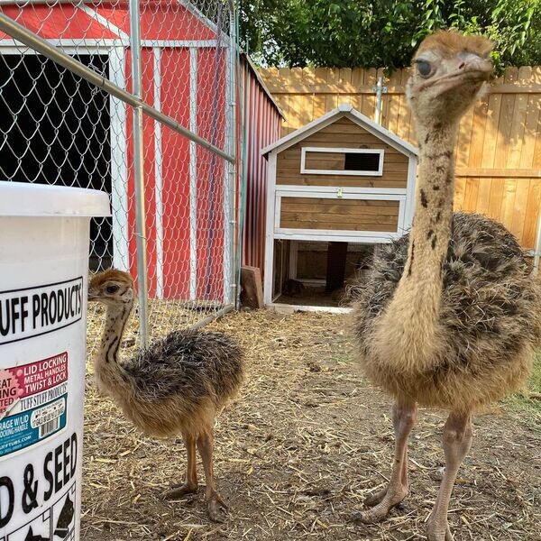  Ostrich chicks And eggs V WhatsApp me : ( +63 985 762 7466 )