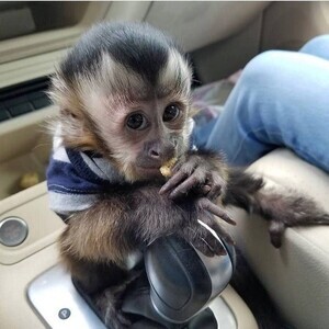 Lovely Capuchin Moneys V WhatsApp me : ( +63 985 762 7466 ) | PostAds PH