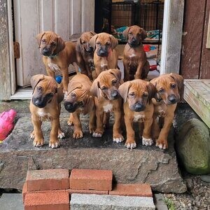 rhodesian ridgeback Puppies C WhatsApp me : ( +63 985 762 7466 ) | PostAds PH