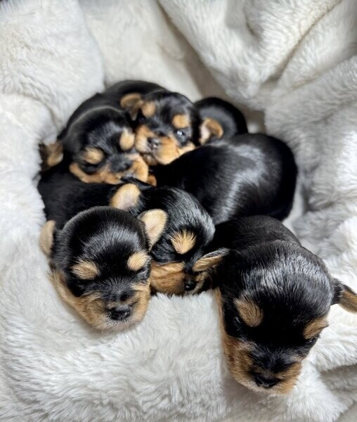 Yorkshire Terrier puppies xx