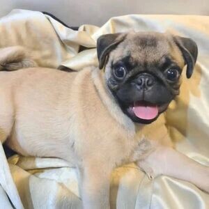 Pug Puppies C WhatsApp me : ( +63 985 762 7466 ) | PostAds PH