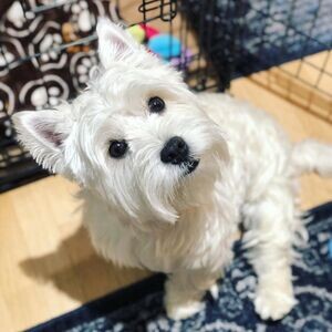 West Highland Terrier Puppies F WhatsApp me : ( +63 985 762 7466 ) | PostAds PH