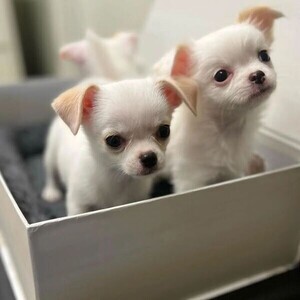 Apple head Chihuahuas xx | PostAds PH