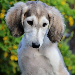 Saluki Puppies available D WhatsApp me : ( +63 985 762 7466 ) | PostAds PH