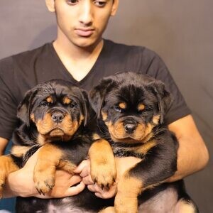 Rottweiler Puppies D WhatsApp me : ( +63 985 762 7466 ) | PostAds PH