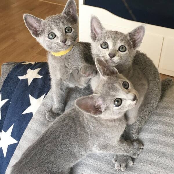  Russian Blue Kittens D WhatsApp me : ( +63 985 762 7466 )